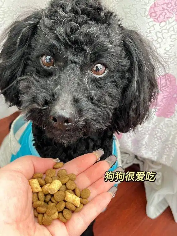 狗狗慢性鼻炎治疗_狗狗鼻子分泌物？呼吸道感染和异物_狗狗打喷嚏异物排出原因