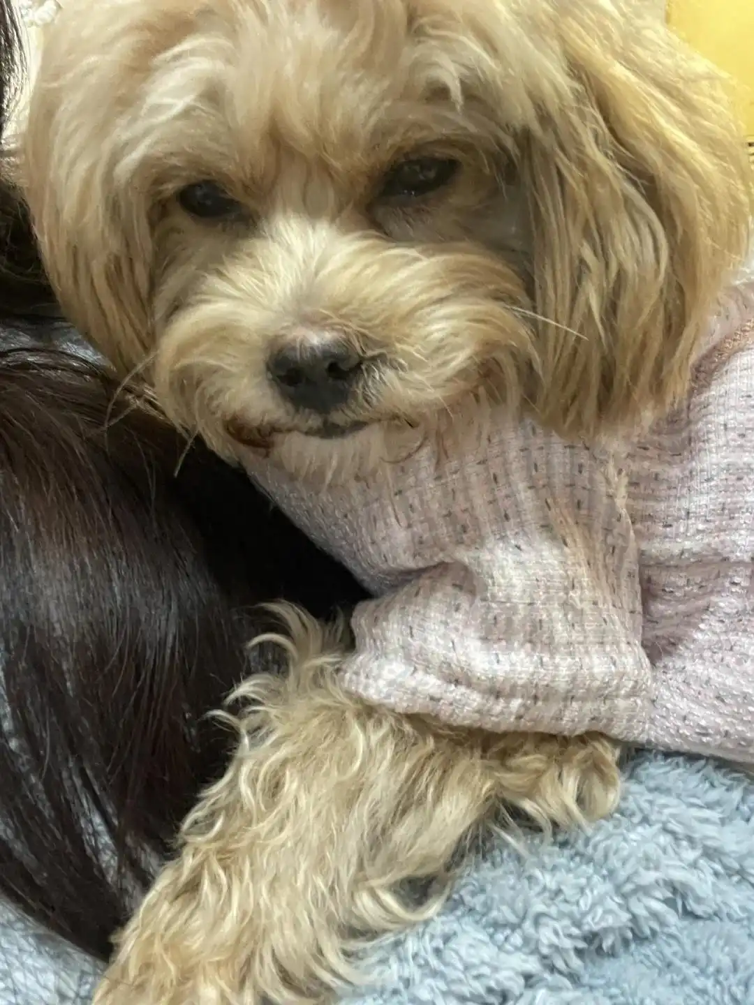 狗狗鼻子分泌物？呼吸道感染和异物_狗狗慢性鼻炎治疗_狗狗打喷嚏异物排出原因