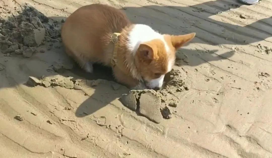 狗狗挖坑原因_狗狗喜欢挖洞？焦虑和本能行为_狗狗挖坑行为分析