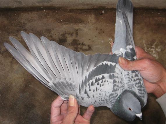 快看!职业鸽舍怎么给幼鸽换羽-1-派特超人-宠物