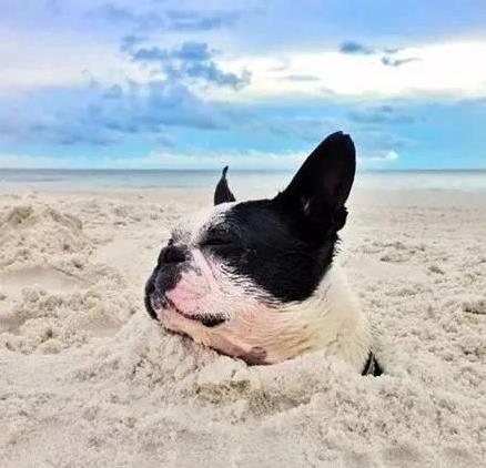 狗狗疯狂挖洞藏食物,炎夏降温有妙招,你家狗为何停不下来?-派特超人-宠物