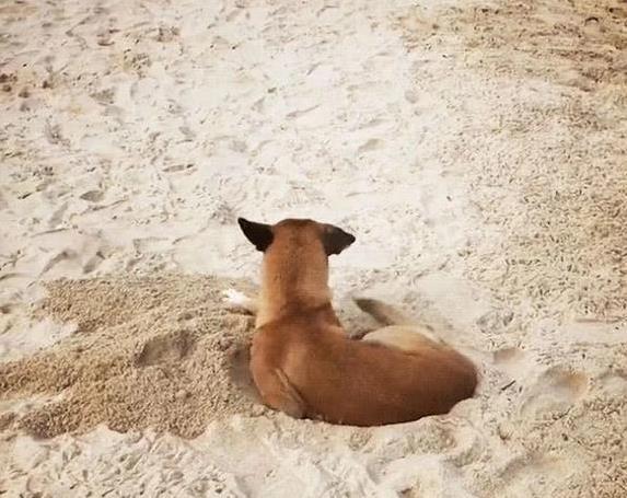 腊肠犬挖洞习性_狗狗挖洞原因_狗狗喜欢挖洞？焦虑和本能行为