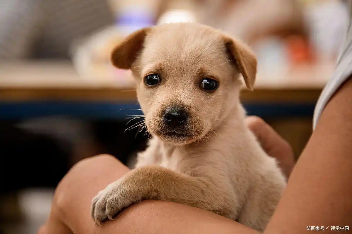 小狗流鼻涕是什么原因,如果小狗鼻涕变颜色了该怎么办?-派特超人-宠物