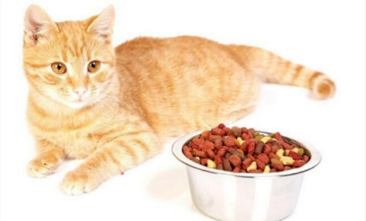 冠能成猫粮Omega-3脂肪酸_有鱼猫粮深海鱼配方_猫咪最喜欢的猫粮口味