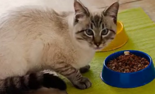 冠能成猫粮Omega-3脂肪酸_猫咪最喜欢的猫粮口味_有鱼猫粮深海鱼配方