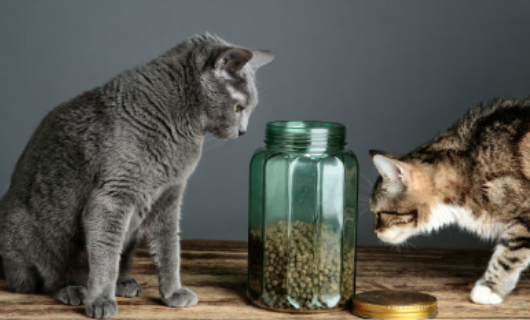 有鱼猫粮深海鱼配方_冠能成猫粮Omega-3脂肪酸_猫咪最喜欢的猫粮口味
