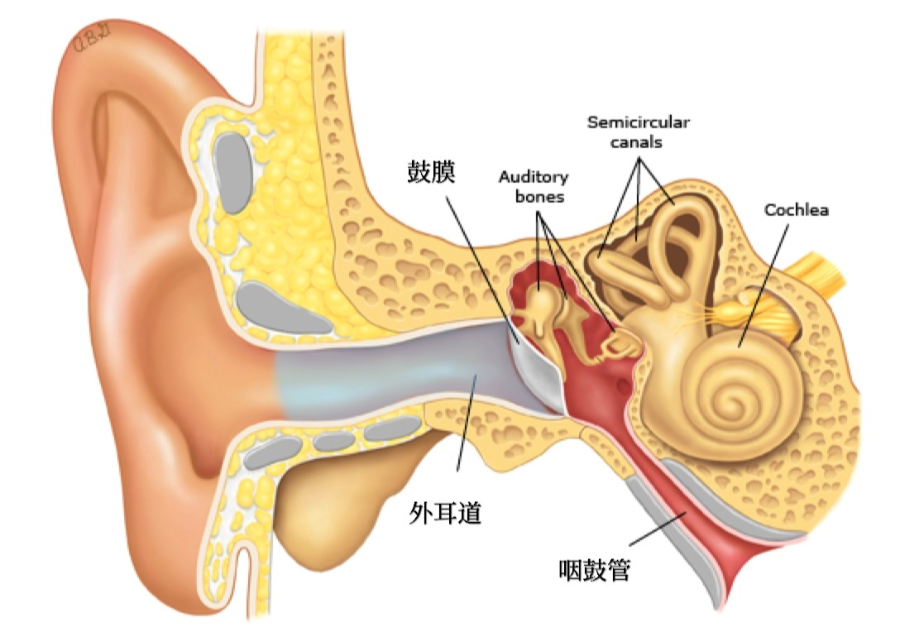 洗澡、游泳时耳朵进水了,该怎么处理才对?-派特超人-宠物