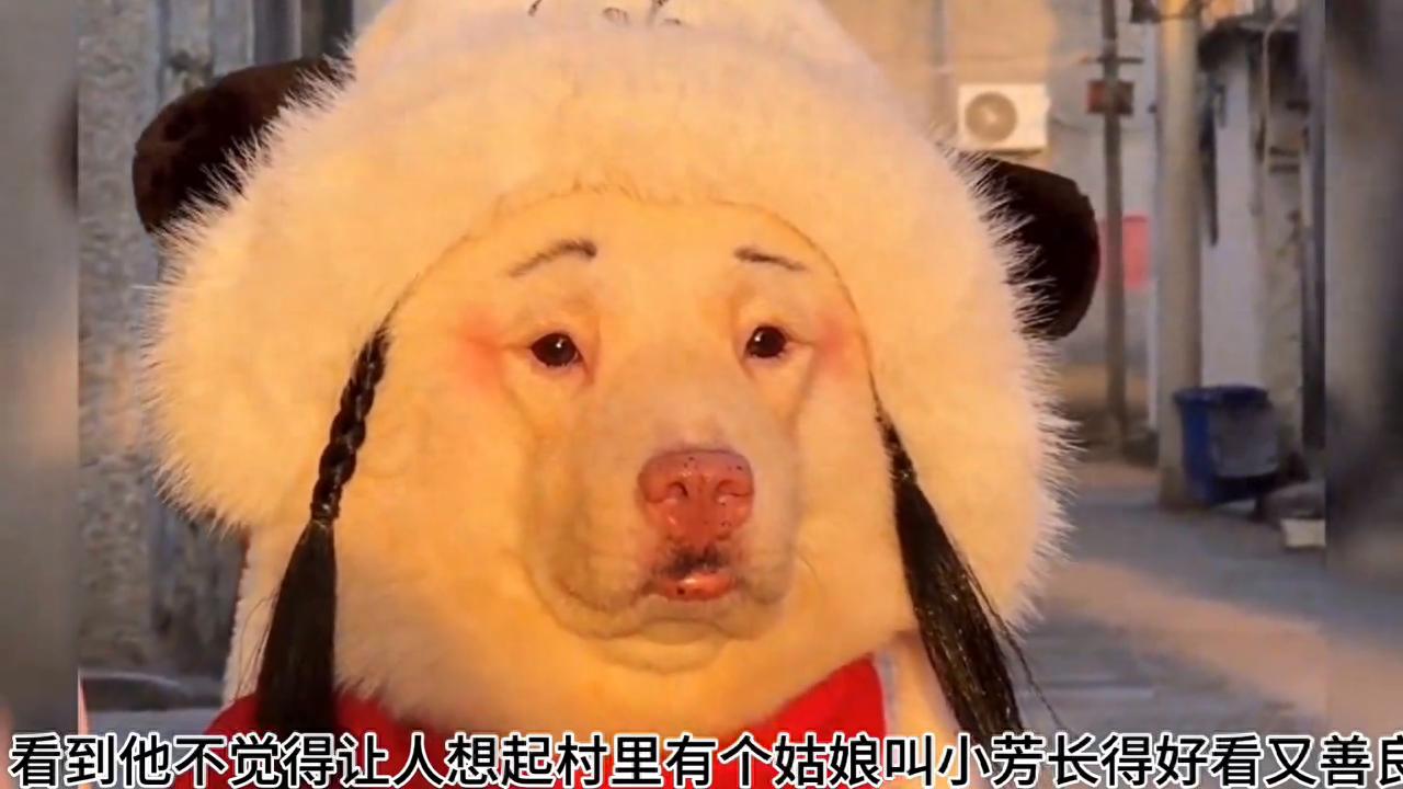 他是全网妆容最精致的狗狗,他的每个造型都能让你想起一个人-派特超人-宠物