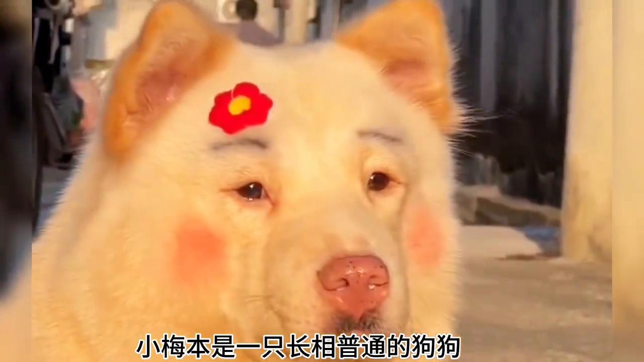 小梅狗狗造型_狗狗专业造型的保持技巧_狗狗精致妆容
