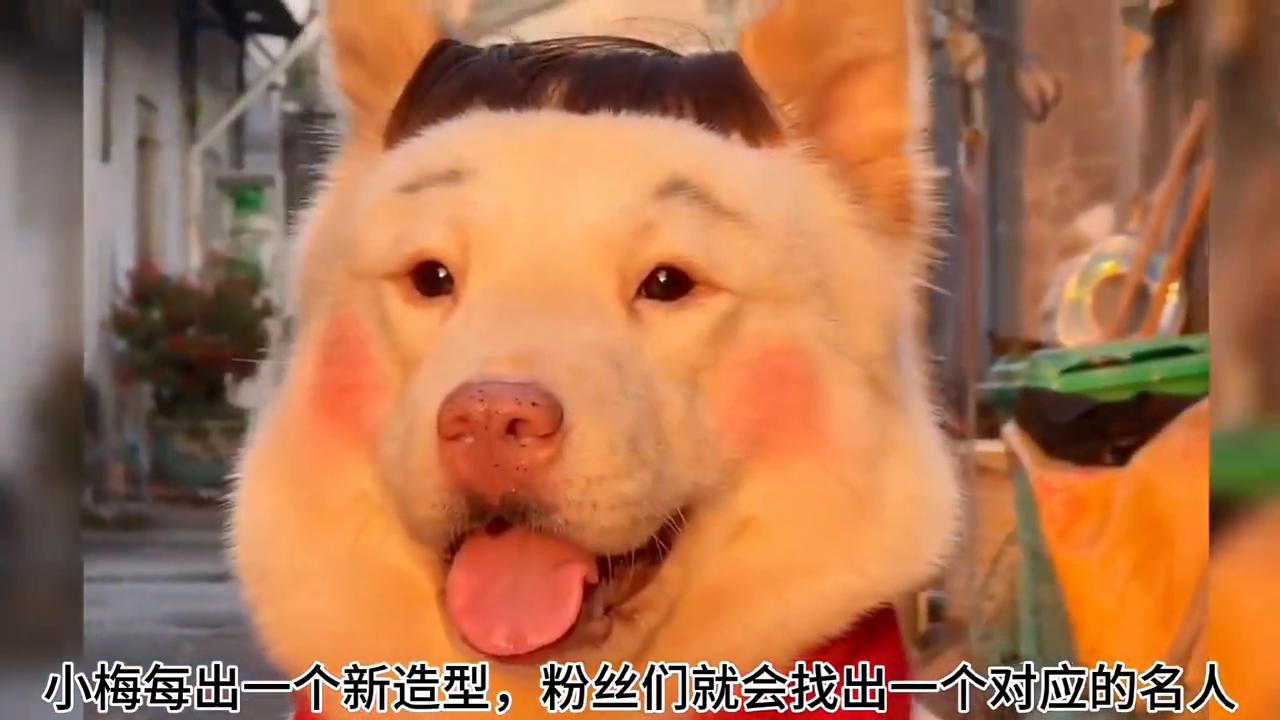 狗狗精致妆容_小梅狗狗造型_狗狗专业造型的保持技巧