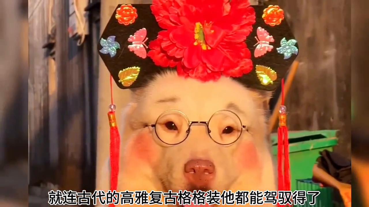 小梅狗狗造型_狗狗精致妆容_狗狗专业造型的保持技巧