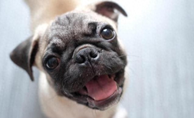 狗狗的这些“捣蛋行为”,其实是高智商的表现,你却在责怪它!-派特超人-宠物