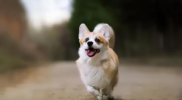 狗狗咬鞋子磨牙需求_狗狗喜欢挖洞？焦虑和本能行为_狗狗好奇心垃圾桶