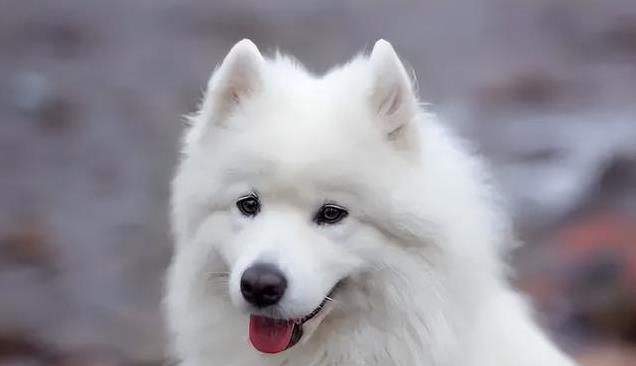 狗狗喜欢挖洞？焦虑和本能行为_狗狗咬鞋子磨牙需求_狗狗好奇心垃圾桶