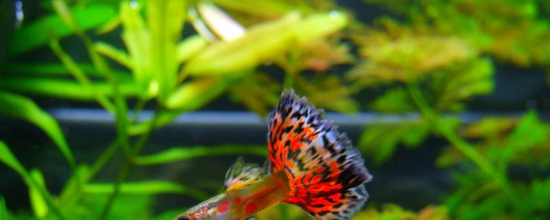 鱼卵为什么孵化不出来,怎么给鱼繁殖-派特超人-宠物