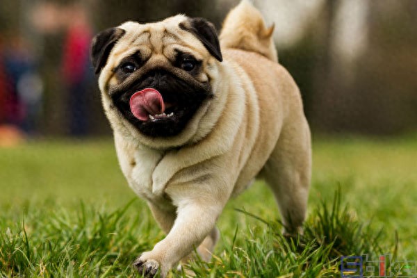 短毛大眼爱干净的狗狗,巴哥犬的日常护理怎么做?-派特超人-宠物