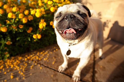 巴哥犬日常护理方法_如何选择适合狗狗的梳子_巴哥犬喂养注意事项
