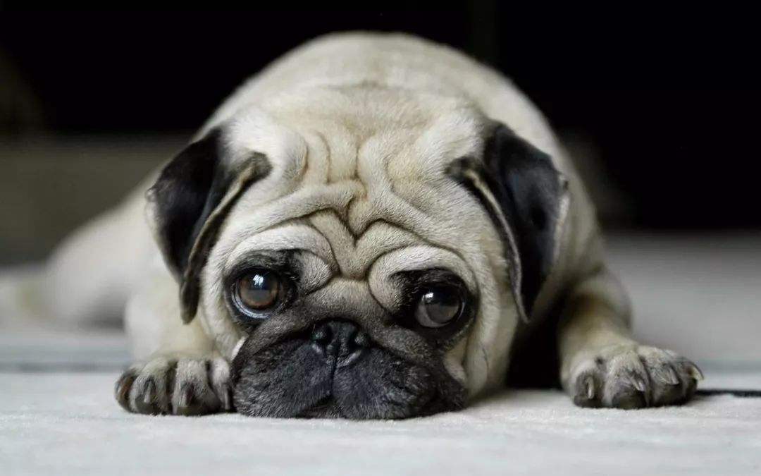 巴哥犬喂养注意事项_巴哥犬日常护理方法_如何选择适合狗狗的梳子