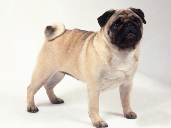 巴哥犬喂养注意事项_如何选择适合狗狗的梳子_巴哥犬日常护理方法