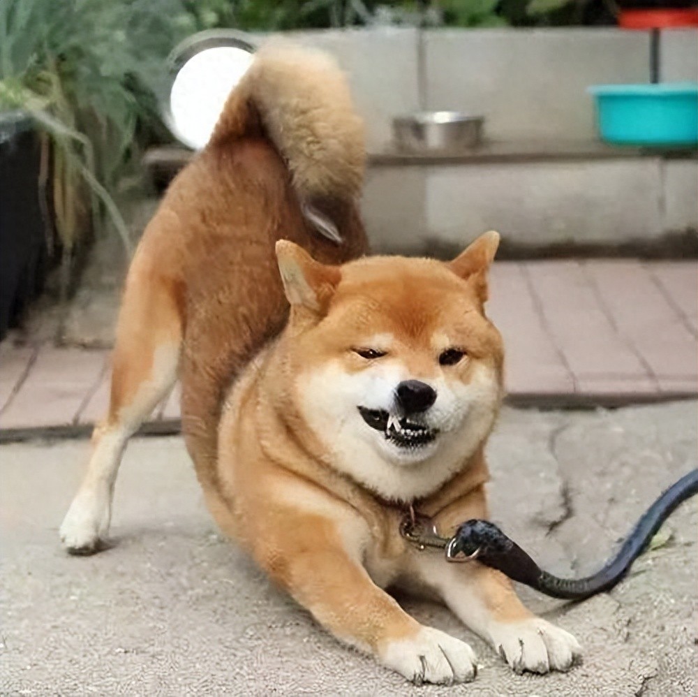 狗狗“伸懒腰”,可能是生病了,别傻傻不知道!-派特超人-宠物