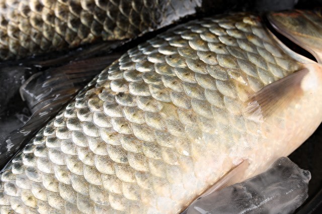 羊肝泥腥香饵!夜钓大鲫鱼一钓一个准,配方简单-派特超人-宠物