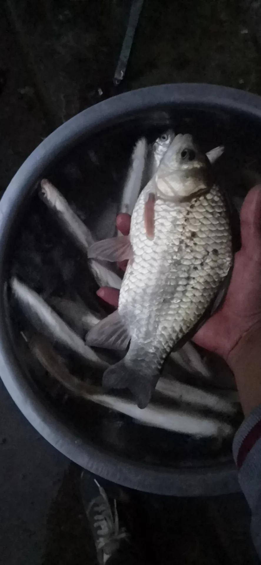 羊肝泥腥香饵制作技巧_夜钓大板鲫秘方_让鱼儿颜色更鲜艳的秘方