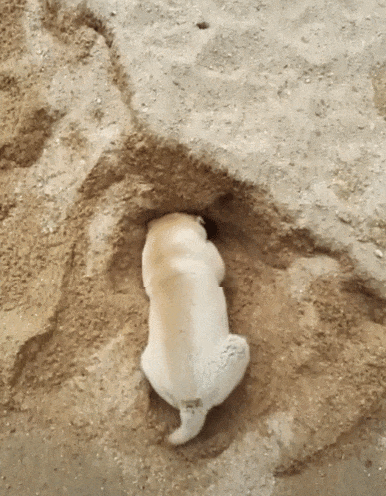 狗狗为什么喜欢挖呀挖?最后的原因令人动容!-派特超人-宠物