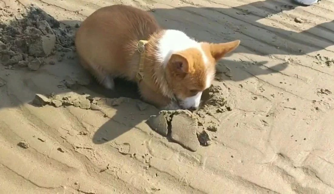 狗狗挖洞本能_狗狗喜欢挖洞？焦虑和本能行为_狗狗挖洞原因