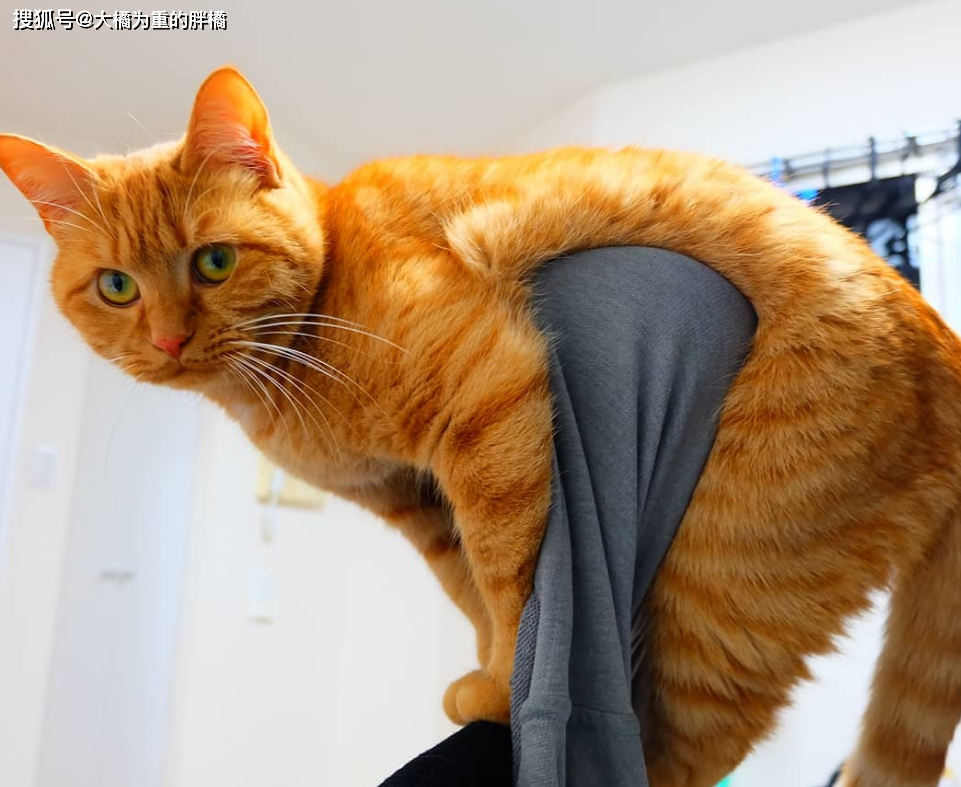 有“先天性疾病”风险的5种猫咪,养名猫又怎样,还是田园猫好养-派特超人-宠物