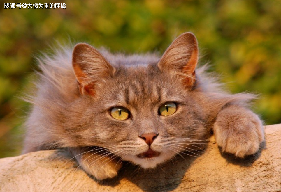 猫咪丙酮酸激酶缺乏症：贫血基因病_猫咪先天性疾病_挪威森林猫易发病症
