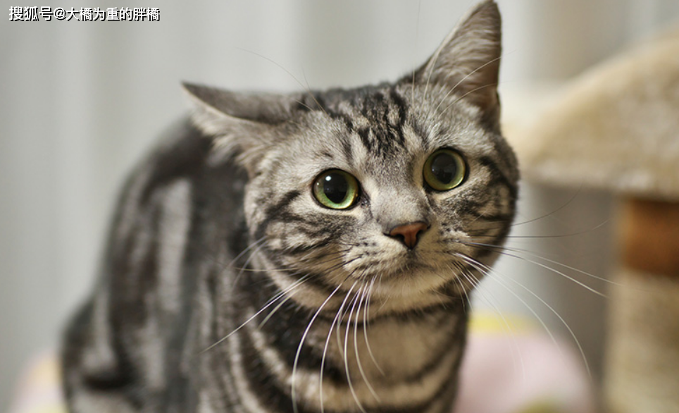猫咪先天性疾病_猫咪丙酮酸激酶缺乏症：贫血基因病_挪威森林猫易发病症