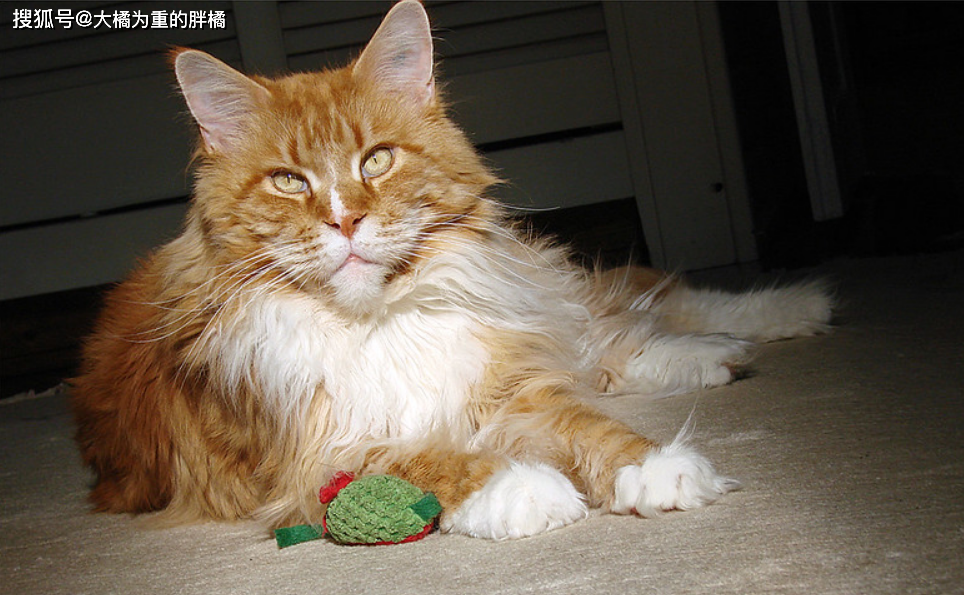 猫咪丙酮酸激酶缺乏症：贫血基因病_挪威森林猫易发病症_猫咪先天性疾病