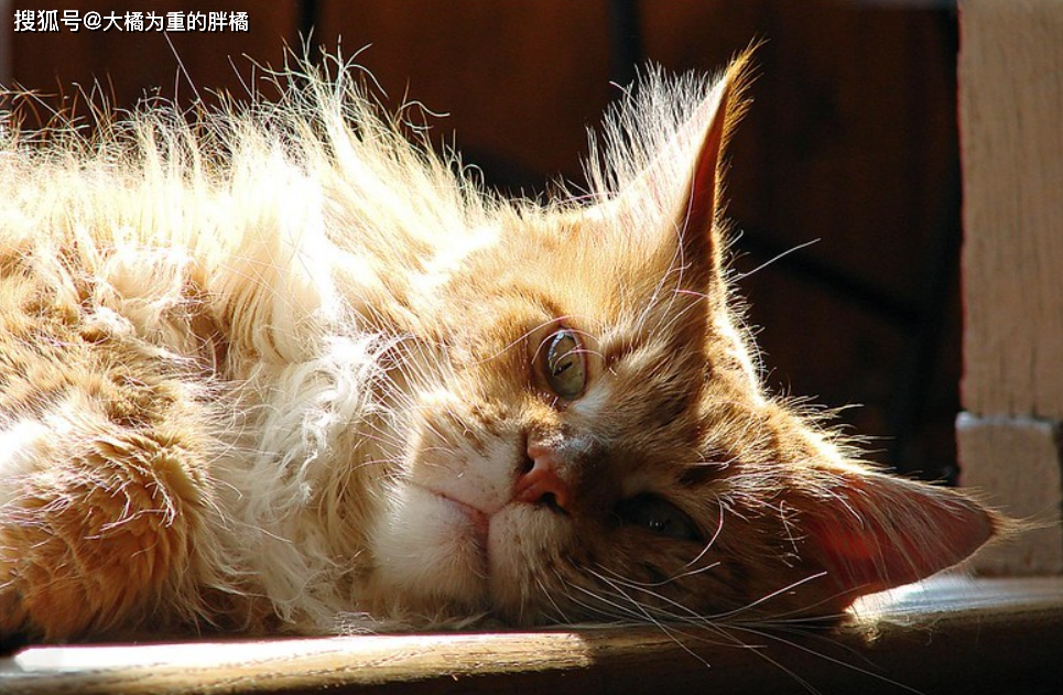 挪威森林猫易发病症_猫咪先天性疾病_猫咪丙酮酸激酶缺乏症：贫血基因病