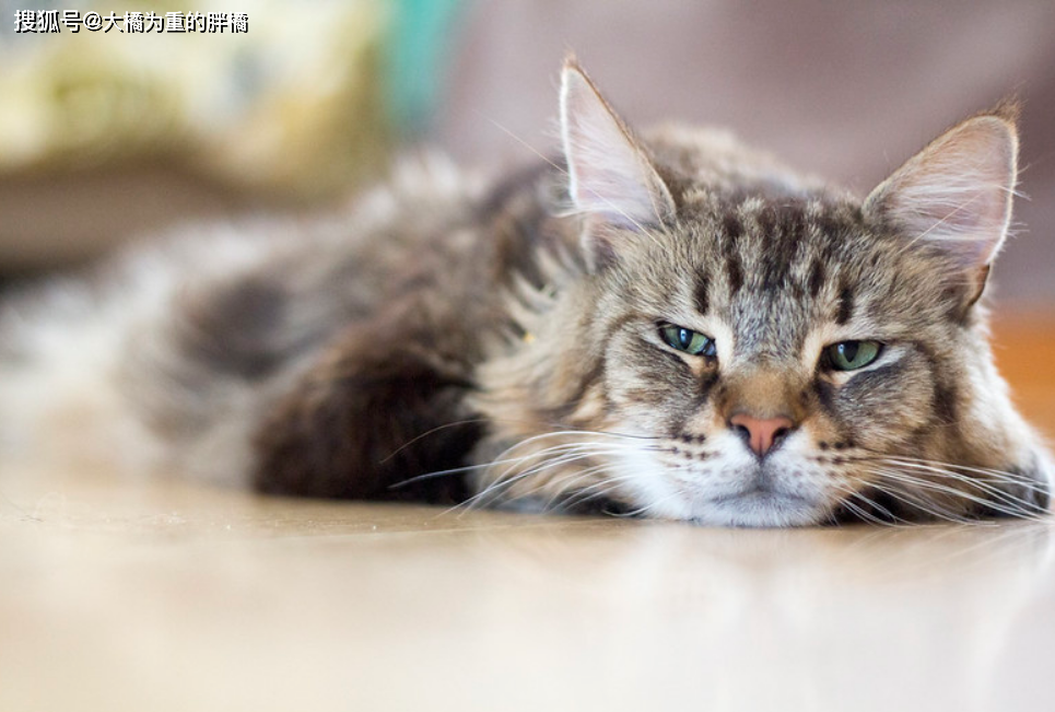 猫咪先天性疾病_猫咪丙酮酸激酶缺乏症：贫血基因病_挪威森林猫易发病症
