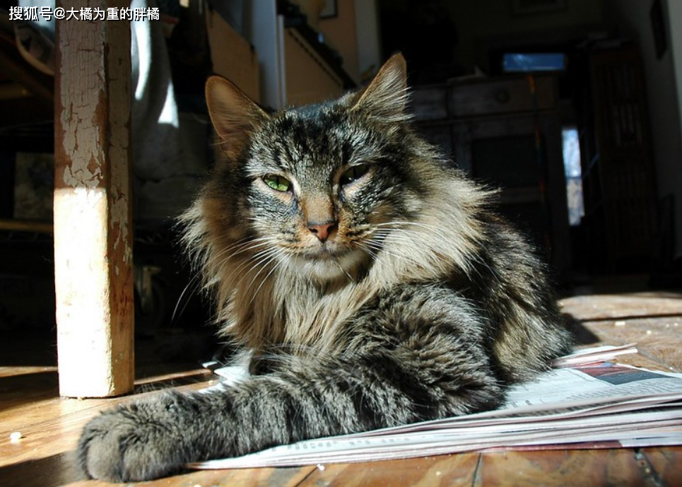 猫咪丙酮酸激酶缺乏症：贫血基因病_猫咪先天性疾病_挪威森林猫易发病症