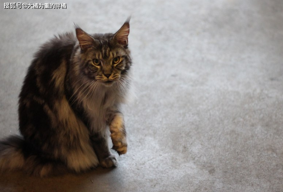 猫咪先天性疾病_挪威森林猫易发病症_猫咪丙酮酸激酶缺乏症：贫血基因病
