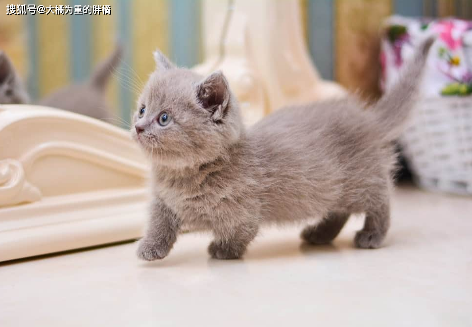 猫咪丙酮酸激酶缺乏症：贫血基因病_挪威森林猫易发病症_猫咪先天性疾病