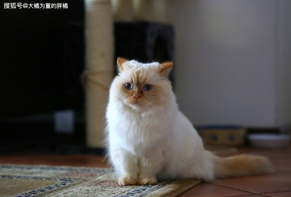 挪威森林猫易发病症_猫咪先天性疾病_猫咪丙酮酸激酶缺乏症：贫血基因病