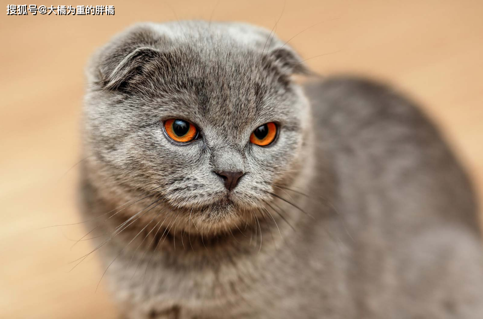挪威森林猫易发病症_猫咪先天性疾病_猫咪丙酮酸激酶缺乏症：贫血基因病