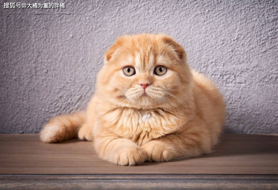猫咪先天性疾病_猫咪丙酮酸激酶缺乏症：贫血基因病_挪威森林猫易发病症