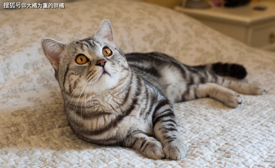 猫咪先天性疾病_猫咪丙酮酸激酶缺乏症：贫血基因病_挪威森林猫易发病症