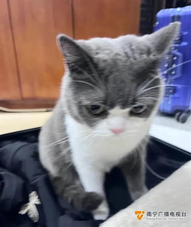 慢性咳嗽哮喘治疗_咳嗽变异性哮喘猫毛过敏_猫咪慢性咳嗽的病因