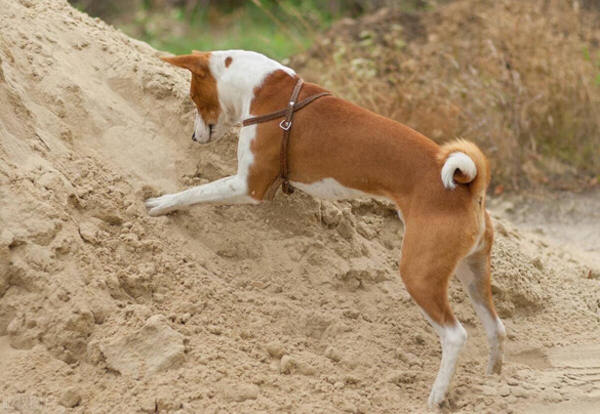 狗刨坑行为原因分析_犬类刨坑行为征兆解读_狗狗喜欢挖洞？焦虑和本能行为