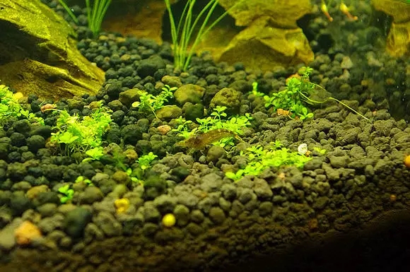 水族缸褐藻去除_鱼缸水垢清洗方法_鱼缸里发现寄生虫怎么办
