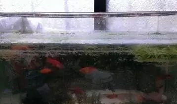 鱼缸水垢清洗方法_鱼缸里发现寄生虫怎么办_水族缸褐藻去除