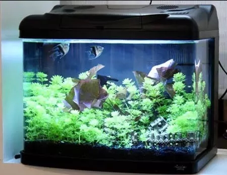 水族缸褐藻去除_鱼缸里发现寄生虫怎么办_鱼缸水垢清洗方法