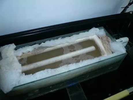 水族缸褐藻去除_鱼缸里发现寄生虫怎么办_鱼缸水垢清洗方法