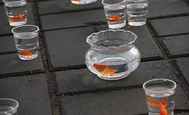 鱼缸里发现寄生虫怎么办_水族缸褐藻去除_鱼缸水垢清洗方法