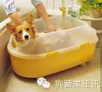 不同犬种洗澡要求_狗狗洗澡频率_洗澡时如何清洗狗狗的肋部