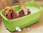 洗澡时如何清洗狗狗的肋部_不同犬种洗澡要求_狗狗洗澡频率